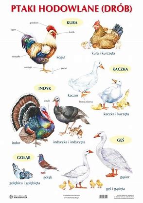 Ptaki hodowlane