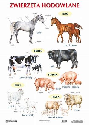 Zwierzęta hodowlane